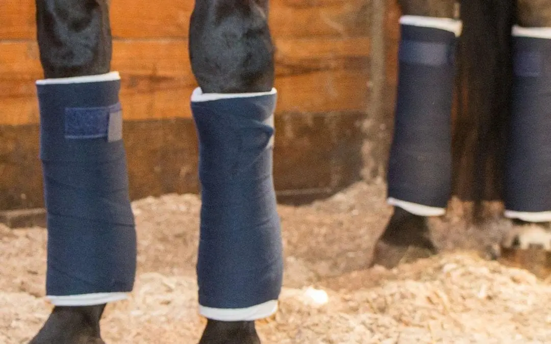 Bandage Application for Horses