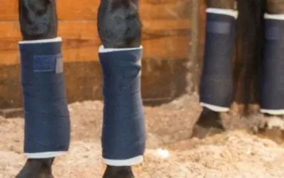 Bandage Application for Horses