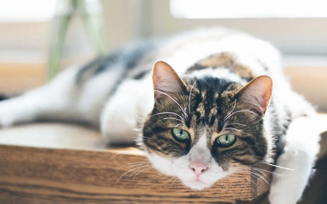 Feline House-Soiling: “Why did my cat pee on the bed…again!!??”