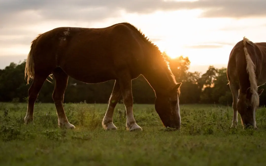 Equine Lyme Disease