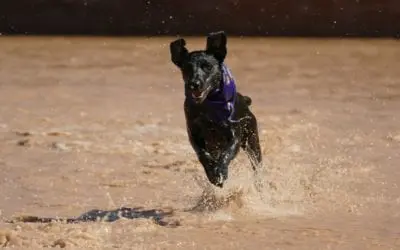 Canine Cranial Cruciate Ligament Tears