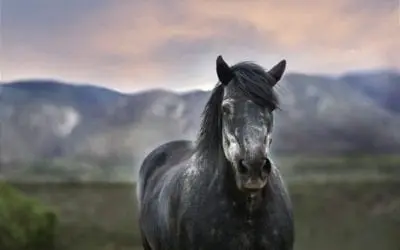 Equine Metabolic Syndrome and Equine Cushing’s Disease
