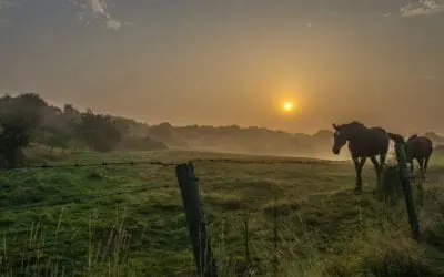 Equine Euthanasia & What Comes Next
