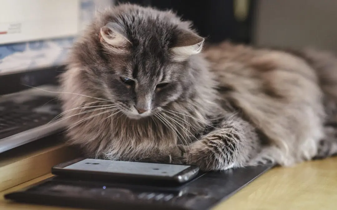 Apps for your High-Tech Pet