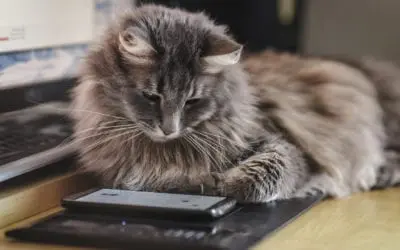 Apps for your High-Tech Pet