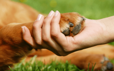 Your Guide to Pet Nail Trimming