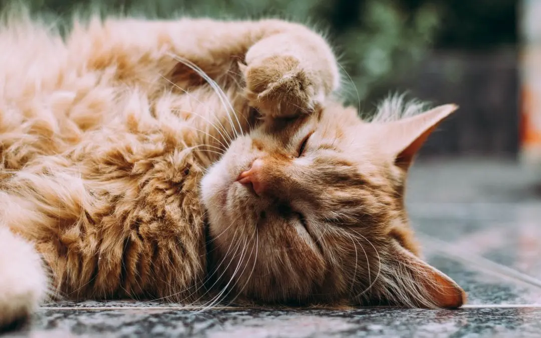 It’s National Hairball Awareness Day