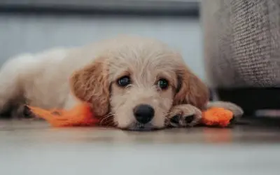Pet Socialization in the Age of Social Distancing