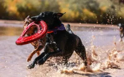 Things to Keep in Mind When Prepping Your Dog & The Bathroom for Springtime!