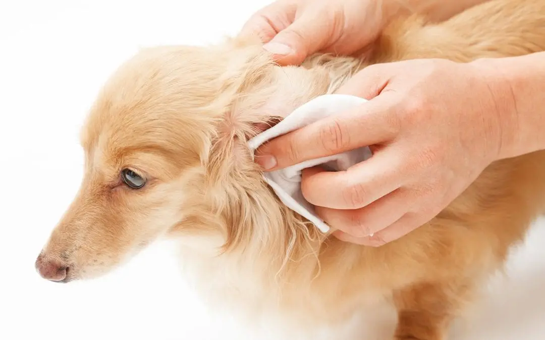 How to Clean Your Dog’s Ears