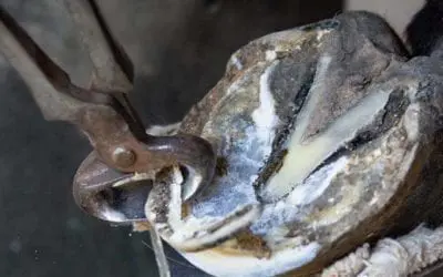 The Ideal Hoof