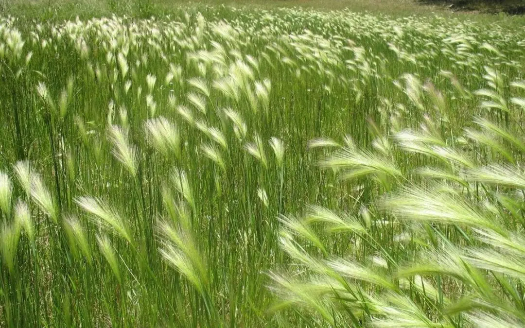 Foxtail Season & Your Pet