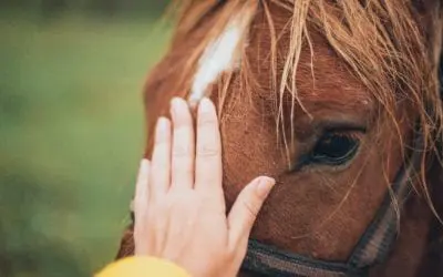 Advice on Feeding Your Senior Horse