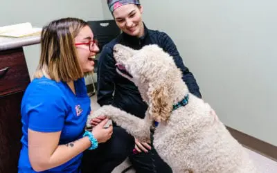 What is A Diet Consult and How Can it Benefit Your Pet?
