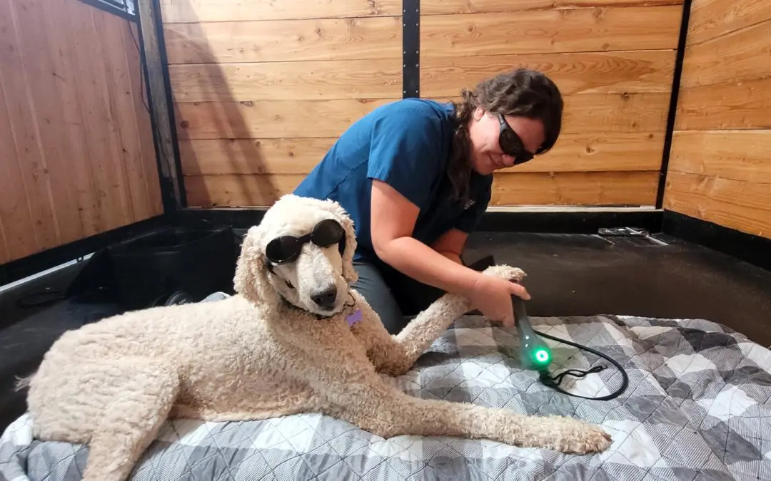 Dog Laser Therapy