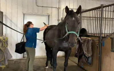 Traditional Chinese Veterinary Medicine for Horses