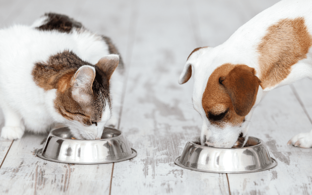 Dental Diets for Better Oral Health