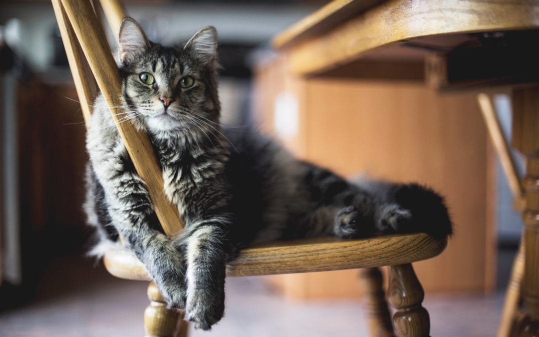 Feng Shui for the Indoor Cat : Environmental Enrichment for your Feline Friend
