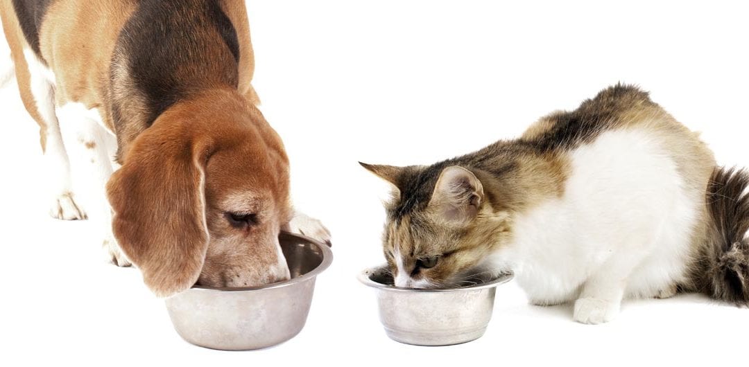 What Every Pet Owner Should Know About Food Allergies
