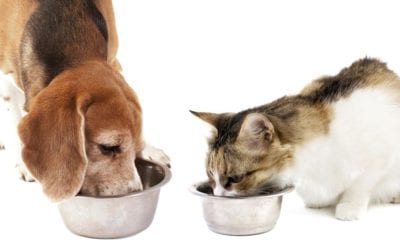 What Every Pet Owner Should Know About Food Allergies