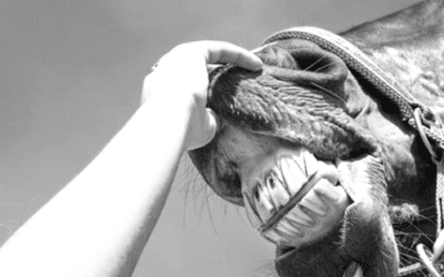 What Happens During an Equine Dental?