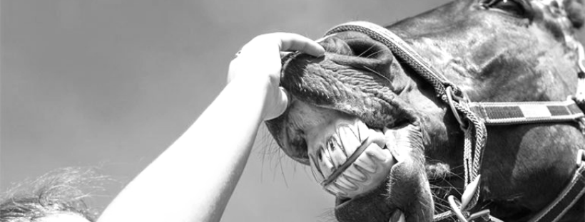 What Happens During an Equine Dental?