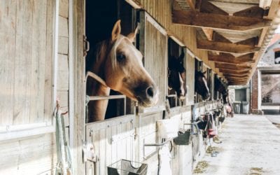 Vesicular Stomatitis: What You Need to Know About Export to U.S. & Import to Canada