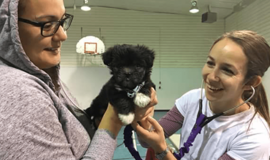 Veterinary Volunteerism Part 1: In The Beginning