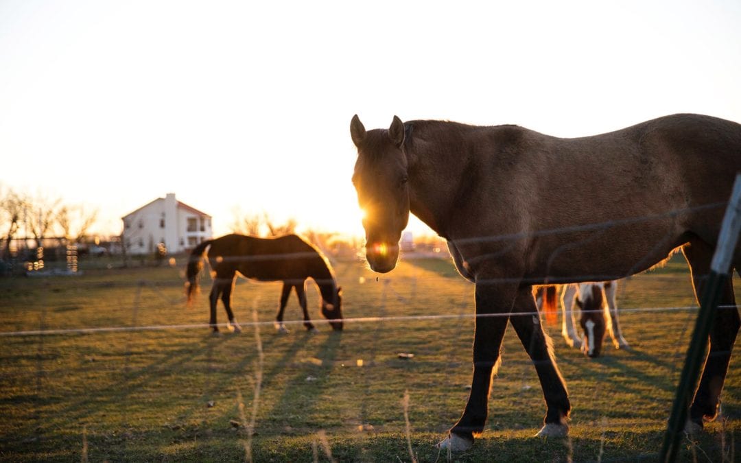 What is Laminitis? And How is it Caused? How is it Treated?