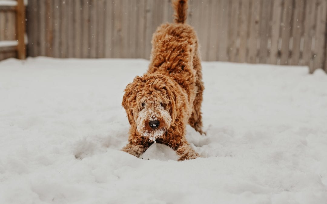 Pet Safety with De-Icing Products