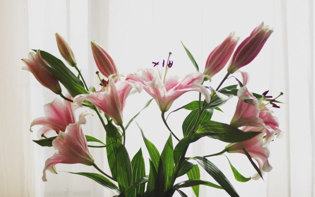 Lovely Lilies and Curious Cats: A Dangerous Combination