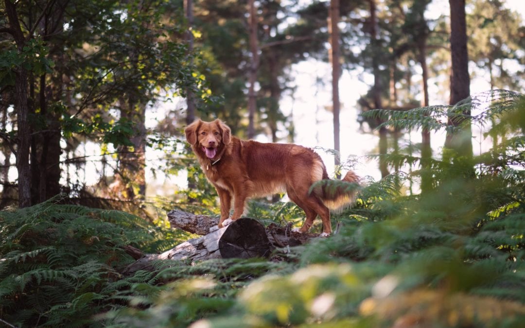 5 Ways to spend Earth Day with your Furry Friend!