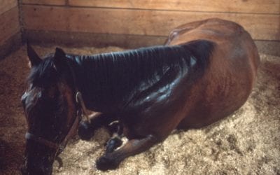 Dealing with Equine Colic
