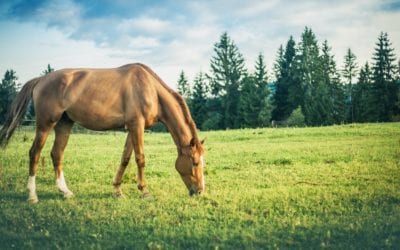 Equine Nutrition: Some Key Considerations To Review Before Choosing What To Feed Your Horse