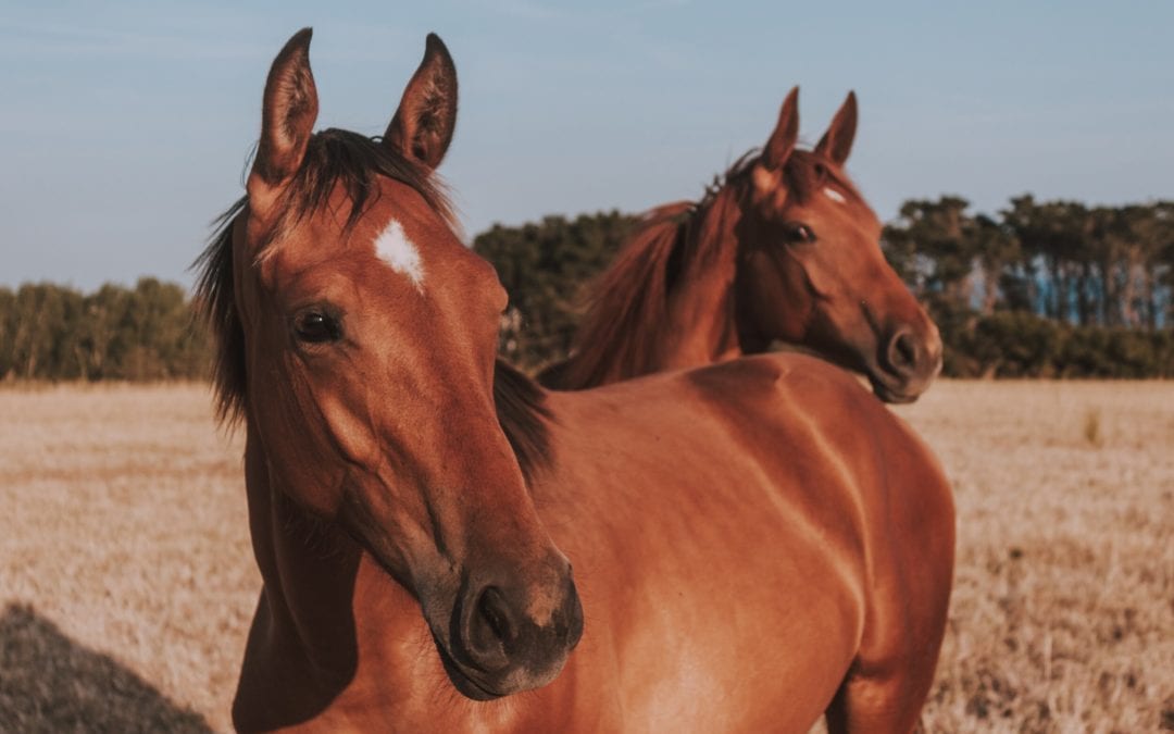 Equine Vaccinations: Learn What Your Horse Really Needs & Why