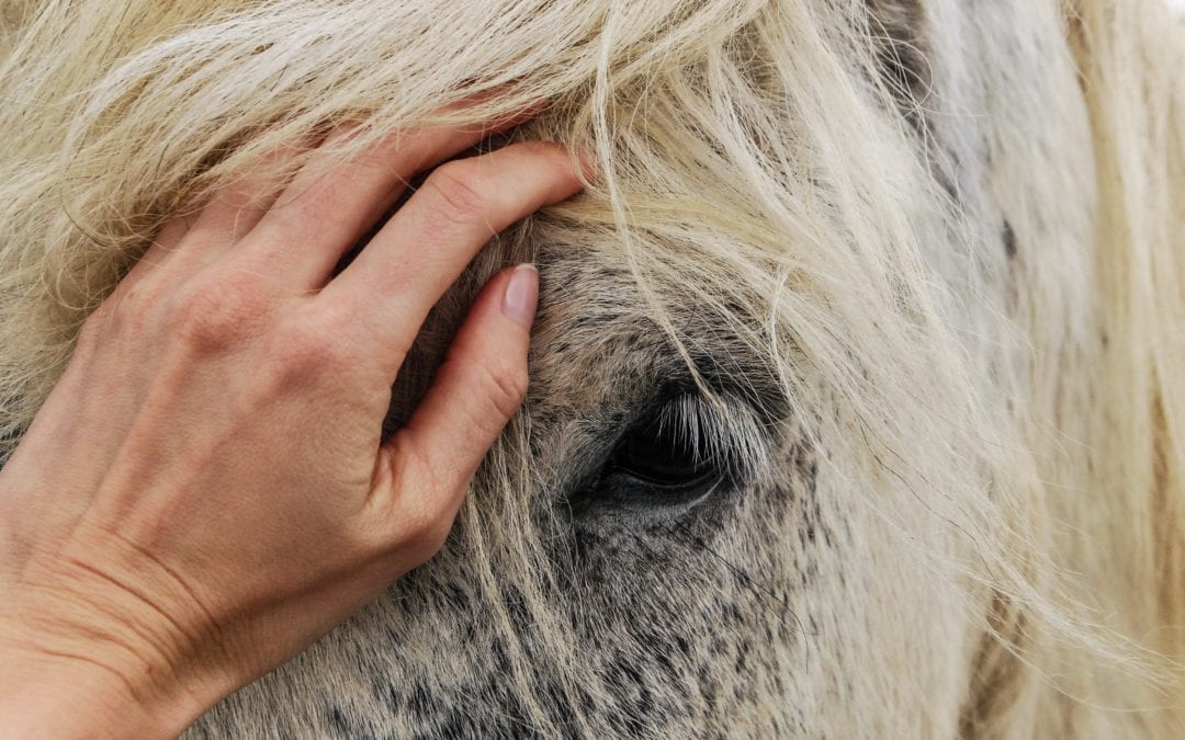 They Say “a Horse’s Eye Is a Window to Their Soul”