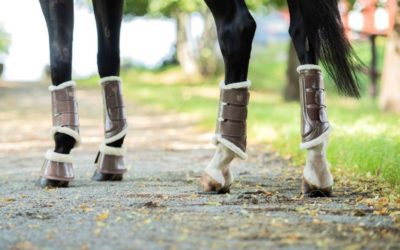 Different Forms of Leg Protection for your Equine Friend