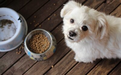 Diagnosing Food Allergies in Pets: Elimination Diet Trial