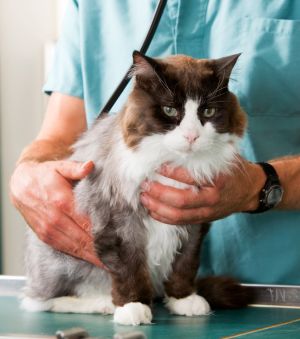 A veterinarian examines a cat using a stethoscope